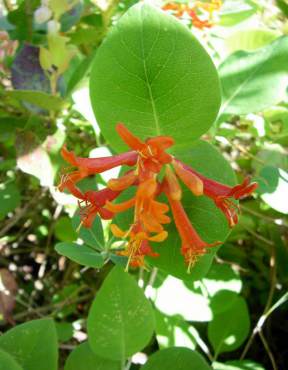 Trumpet honeysuckle, Lonicera ciliosa, with its orange-red tubular flowers, is a hummingbird favorite.