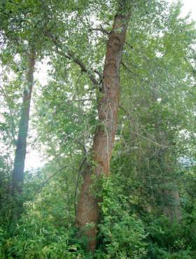 Black cottonwood, Populus balsamifera ssp. trichocarpa, is a large tree that provides habitat and nesting sites along streams and rivers.