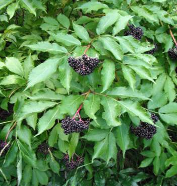 Fruit such as borne by this blue elderberry, Sambucus caerulea, is a plant adaptation that uses animals as seed dispersers in exchange for a sweet treat.