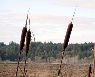 Cattails, Typha latifolia, growing along the margins of lakes and ponds, are a favorite of the red-winged blackbird.