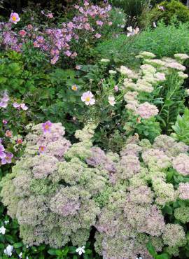 Late summer border bloomers, upright sedum and Japanese Anemone