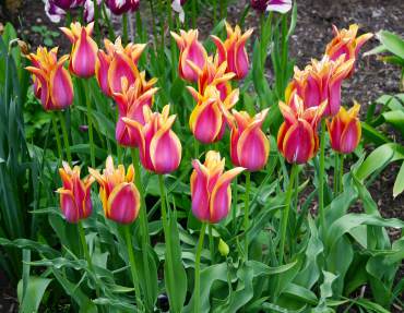 Tulipa 'Ballade Dream'