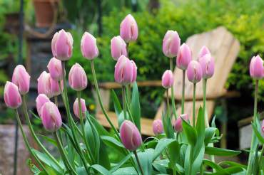 Tulipa 'Apricot Giant'