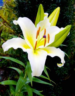 Lilium 'Auratum'