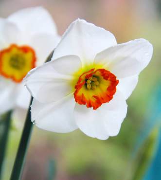 Narcissus 'Merlin'