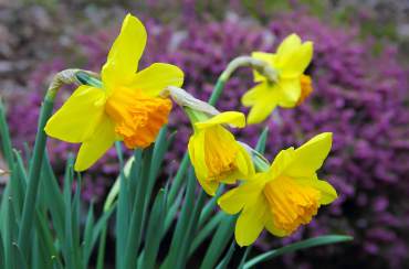 Narcissus 'Suada'