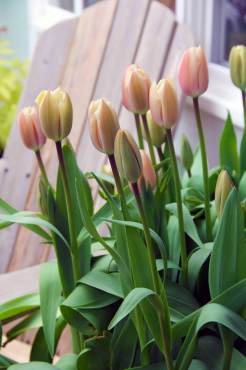 Tulipa 'Apricot Giant'