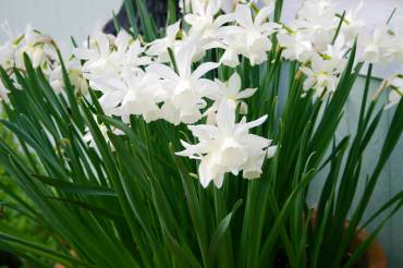 Narcissus 'Thalia'