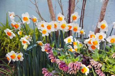 Narcissus 'April Queen'