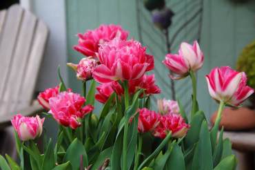 Tulipa 'Cool Crystal'