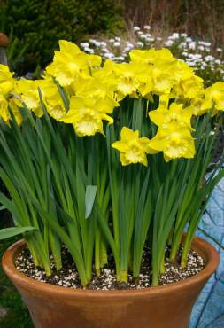 Narcissus 'Spellbinder'