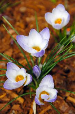 Crocus 'Blue Pearl'