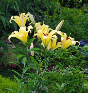 Lilium 'Yelloween'