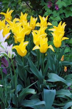 Tulipa 'West Point'