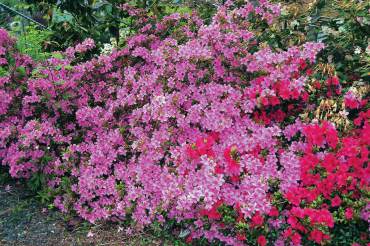 Rhododendrons