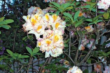 Rhododendrons