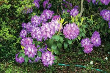 Rhododendrons