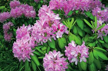 Rhododendrons