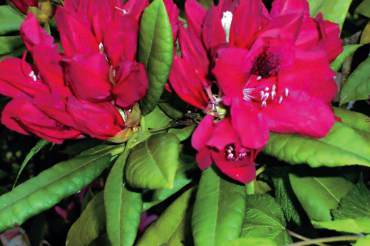 Rhododendrons