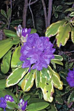 Rhododendrons