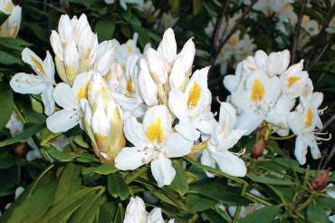 Rhododendrons