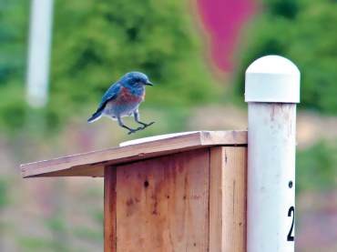 “Coming in for a landing” (Photo courtesy Paul Carlson)