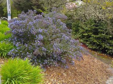 Mediterranean plants or California natives such as this wild lilac (Ceanothus) are good choices.