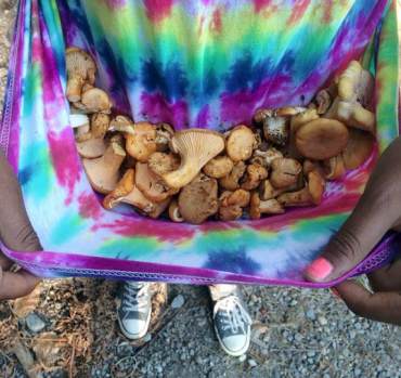 My 15-year-old cousin, Allison, visited from southern California in August and got hooked on picking chanterelles. (Photo by Elise Watness)