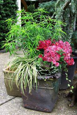 Container Gardens