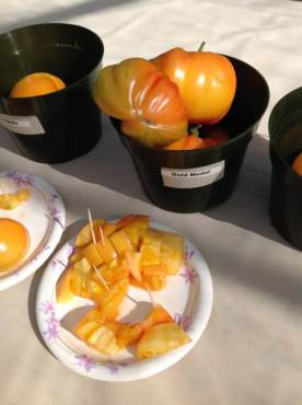 Gold Medal Tomatoes