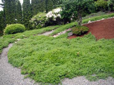 Our native kinnikinnick is an outstanding, low-maintenance groundcover for sun.