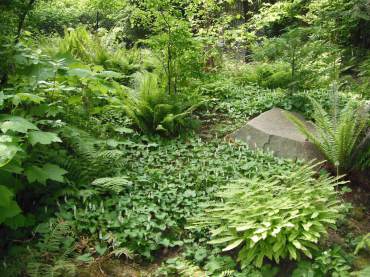 A native woodland garden