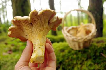 These golden chanterelles grew large last year in the forest behind my house. (Photo by Elise Watness)
