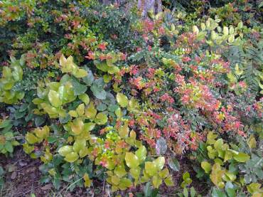 Native plants such as salal and evergreen huckleberry are essential evergreens.