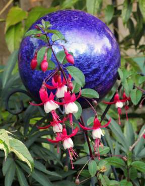 Fuchsia 'Santa Claus'