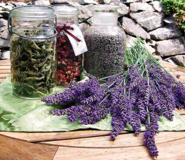 Jars of herbs lavender