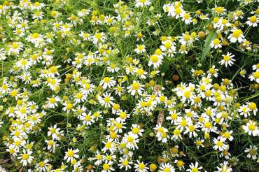 Chamomile