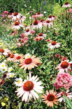 Echinacea prairie