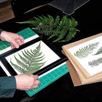The Art of the Herbarium