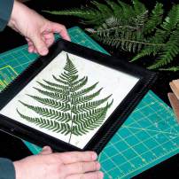 The Art of the Herbarium