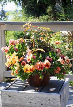 Jean Boyle and Bethany McDonald — A Tale of Two Sisters and Their Gardens