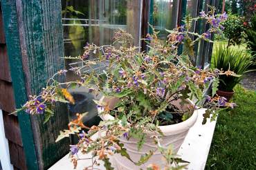 Solanum pyracanthum, porcupine tomato and Solanum quitoense, bed-of-nails Not hardy in the Northwest, these colorful, wickedly prickly novelties never fail to attract attention in a summer container. Can be overwintered in the house or greenhouse.