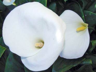 Zantedeschia aethiopica, common calla A reliable garden staple that thrives in damp soil. In the Pacific Northwest, grow them in part shade or, if the ground stays moist year-round, full sun.