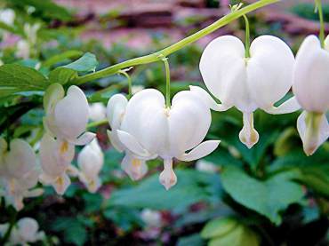 Dicentra spectablis, common bleeding heart A great garden plant for partially shady sites on the Kitsap Peninsula. Varieties include a white-flowered form and the excellent, chartreuse-foliaged "Gold Heart."