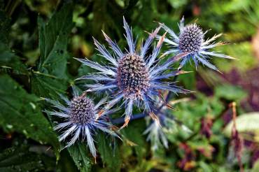 Eryngium giganteum "Miss Willmott's Ghost," sea holly This and other eryngium varieties provide not only texture but the uncommon colors of silvery blue and amethyst to the garden. They take poor, dry soil and full sun to light shade. Some species reseed.