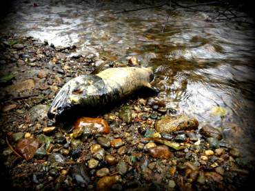 Dead chum salmon (Oncorhynchus keta)