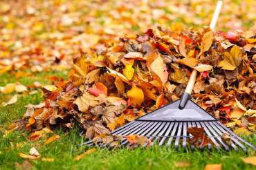 Fall Yard Leaf Management