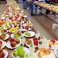 Peninsula Fruit Club Fall Fruit Tasting Show Apples