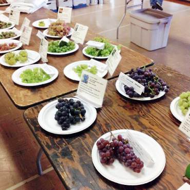 Peninsula Fruit Club Fall Fruit Tasting Show Grapes