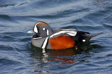 Harlequin Duck